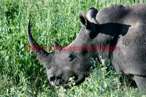 Rhino 1-Canvas Canvas