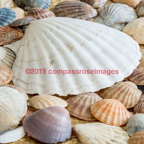 Seashell 3-Tiles