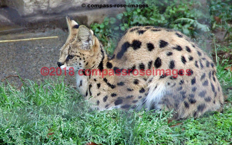Serval Greeting Card 8X10 Matted Print (5X7 Photo) 11X14 (8X10