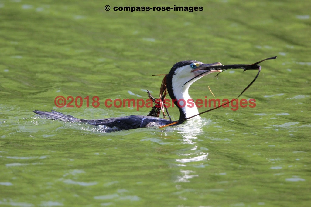 Shag Greeting Card 8X10 Matted Print (5X7 Photo) 11X14 (8X10