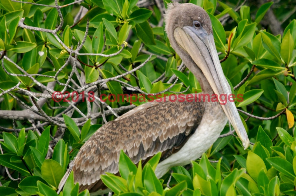 Pelican 1-Metal Metal - 8 X 10