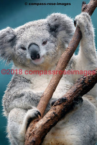 Koala 1 Greeting Card 8X10 Matted Print (5X7 Photo) 11X14 (8X10