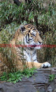 Tiger Bengal 1-Canvas Canvas-10 X 10 Canvas