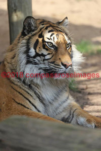 Tiger Bengal 6 Greeting Card 8X10 Matted Print (5X7 Photo) 11X14 (8X10