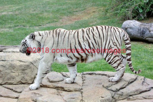 Tiger White 1-Canvas Canvas-10 X 10 Canvas