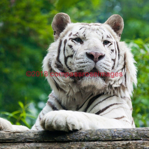 Tiger, White 3-Tiles