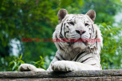 Tiger, White 3-Canvas