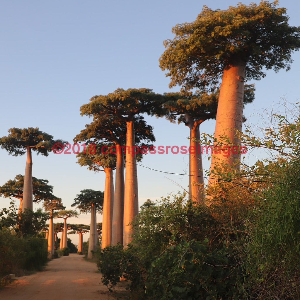 Baobab Tree 1-Tiles