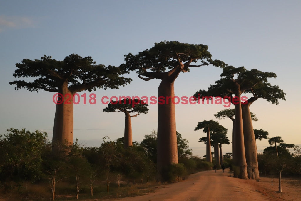 Baobab Tree 2-Canvas