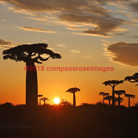 Baobab Tree 3-Tiles