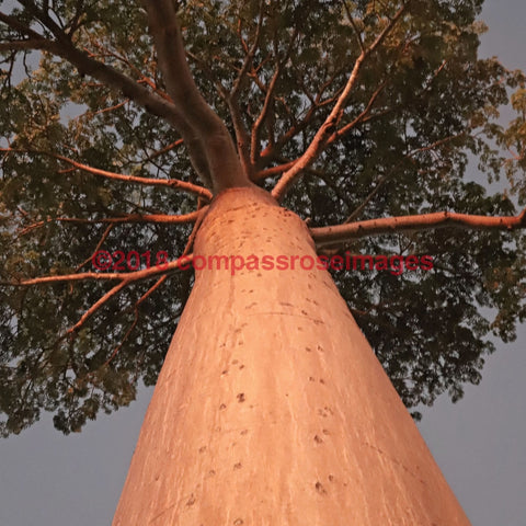 Baobab Tree 4-Tiles