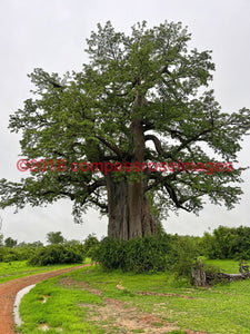 Baobab Tree 5