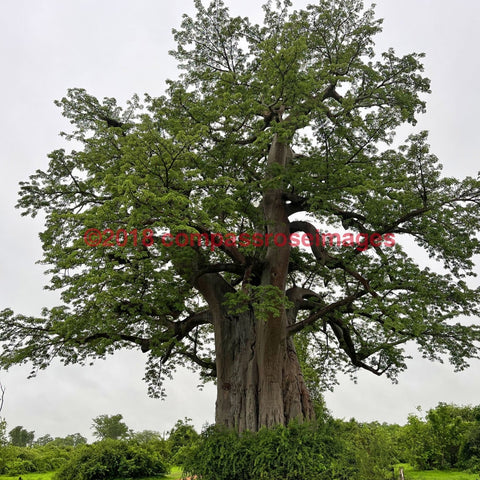 Baobab Tree 5-Tiles
