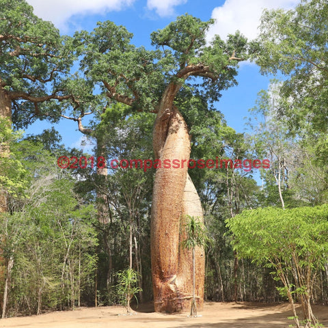 Baobab Tree 6-Tiles