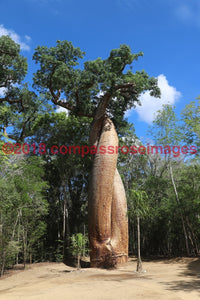 Baobab Tree 7