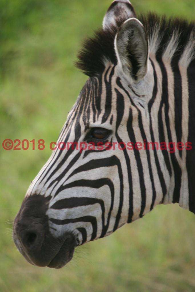 Zebra 4-Metal Metal - 8 X 10