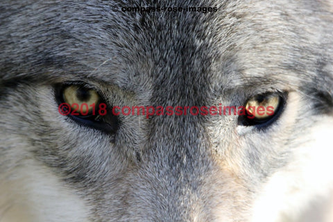 Wolf 6 Greeting Card 8X10 Matted Print (5X7 Photo) 11X14 (8X10