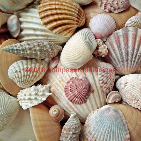 Seashell 1-Tiles