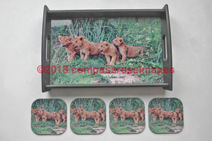 Lion Cubs and Coasters 35