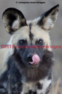 Painted Dog (Wild Dog) Of Africa Greeting Card 8X10 Matted Print (5X7 Photo) 11X14 (8X10
