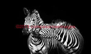 Zebra 43-Canvas