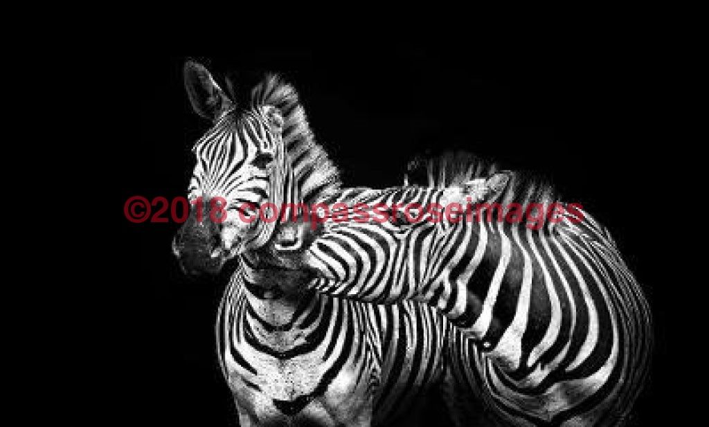 Zebra 43