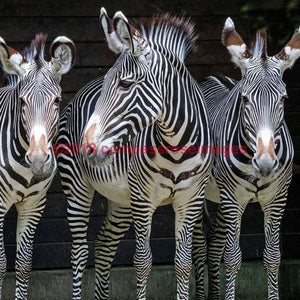 Zebra 46-Tiles