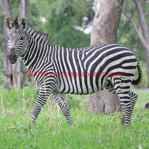 Zebra 49-Tiles