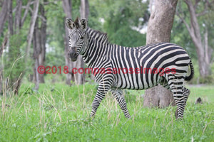 Zebra 49