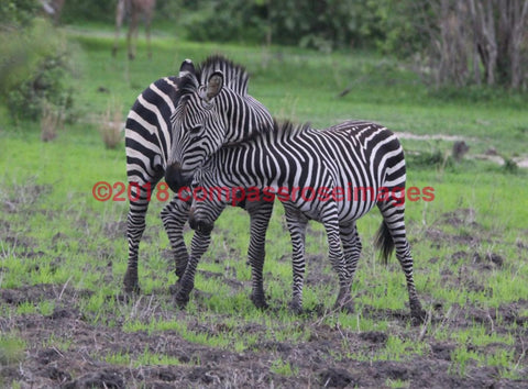 Zebra 48