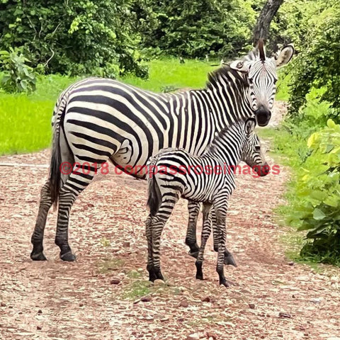 Zebra 50-Tiles