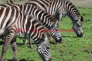 Zebra 32 Greeting Card 8X10 Matted Print (5X7 Photo) 11X14 (8X10