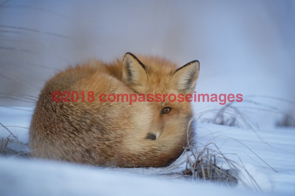 Fox 6 Greeting Card 8X10 Photo Print 11X14 Matted (8X10 Photo)