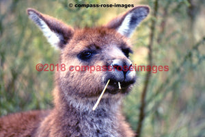 Kangaroo 2 Greeting Card 8X10 Matted Print (5X7 Photo) 11X14 (8X10