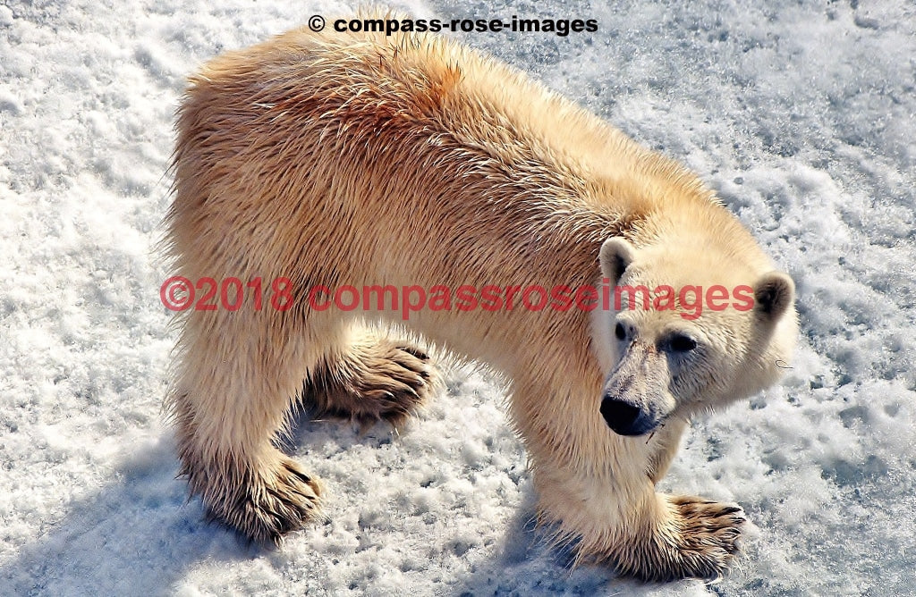 Polar Bear 1 Greeting Card 8X10 Matted Print (5X7 Photo) 11X14 (8X10