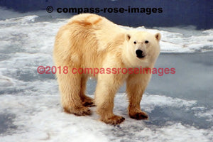 Polar Bear 2 Greeting Card 8X10 Matted Print (5X7 Photo) 11X14 (8X10