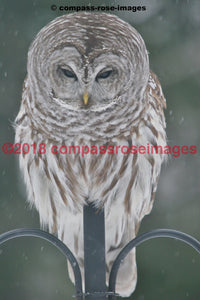 Owl 3 Greeting Card 8X10 Matted Print (5X7 Photo) 11X14 (8X10