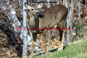 Deer 3 Greeting Card 8X10 Matted Print (5X7 Photo) 11X14 (8X10