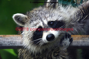 Raccoon 2 Greeting Card 8X10 Matted Print (5X7 Photo) 11X14 (8X10