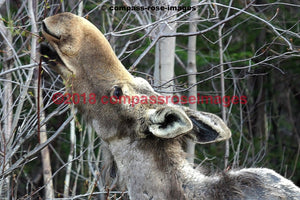 Moose 6 Greeting Card 8X10 Matted Print (5X7 Photo) 11X14 (8X10