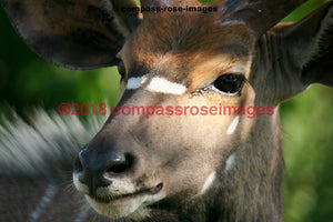Kudu 1 Greeting Card 8X10 Matted Print (5X7 Photo) 11X14 (8X10