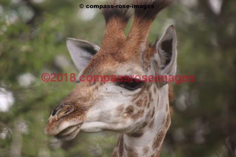 Giraffe 6 Greeting Card 8X10 Photo Print 11X14 Matted (8X10 Photo)