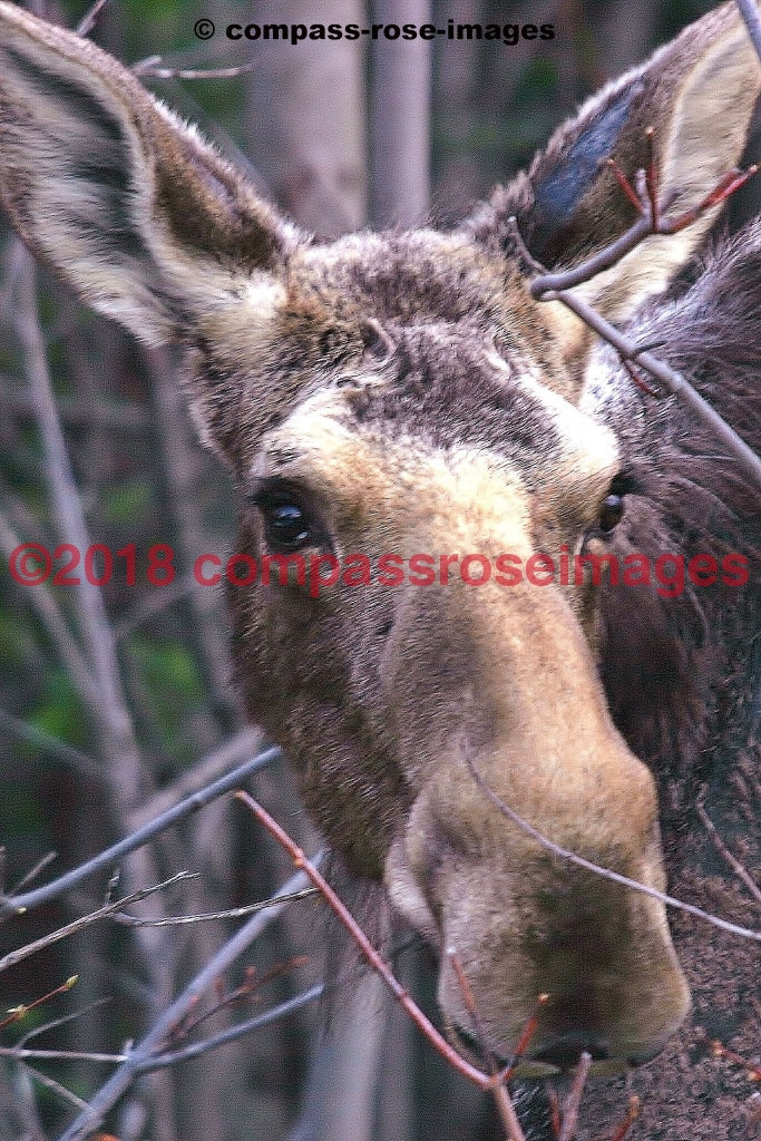 Moose 7 Greeting Card 8X10 Matted Print (5X7 Photo) 11X14 (8X10