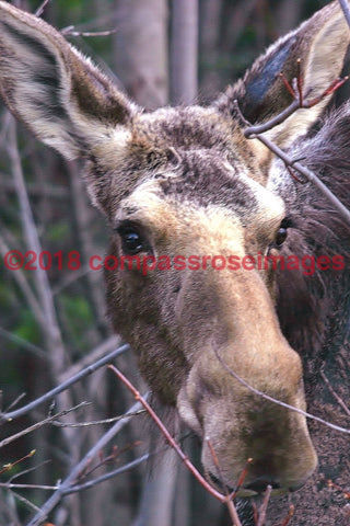 Moose 7-Canvas Canvas-10 X 10 Canvas