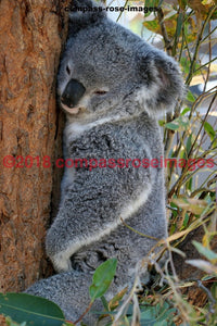 Koala 2 Greeting Card 8X10 Matted Print (5X7 Photo) 11X14 (8X10