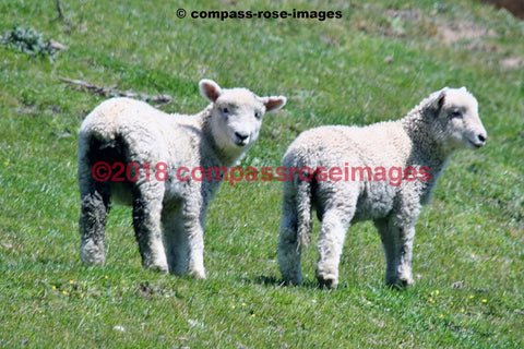 Sheep 2 Greeting Card 8X10 Matted Print (5X7 Photo) 11X14 (8X10