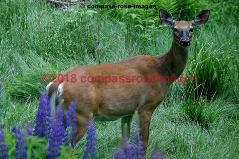 Deer 1 Greeting Card 8X10 Matted Print (5X7 Photo) 11X14 (8X10