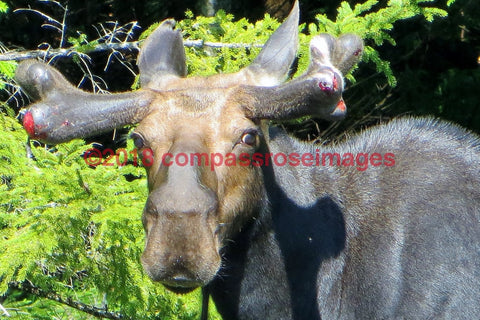 Moose 3-Canvas Canvas-10 X 10 Canvas