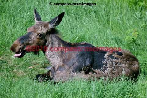 Moose 1 Greeting Card 8X10 Matted Print (5X7 Photo) 11X14 (8X10