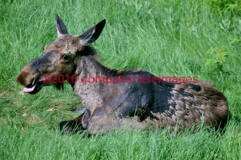 Moose 1-Canvas Canvas-10 X 10 Canvas
